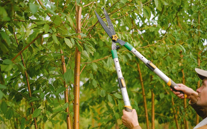 Tree trimming in Westside, IA